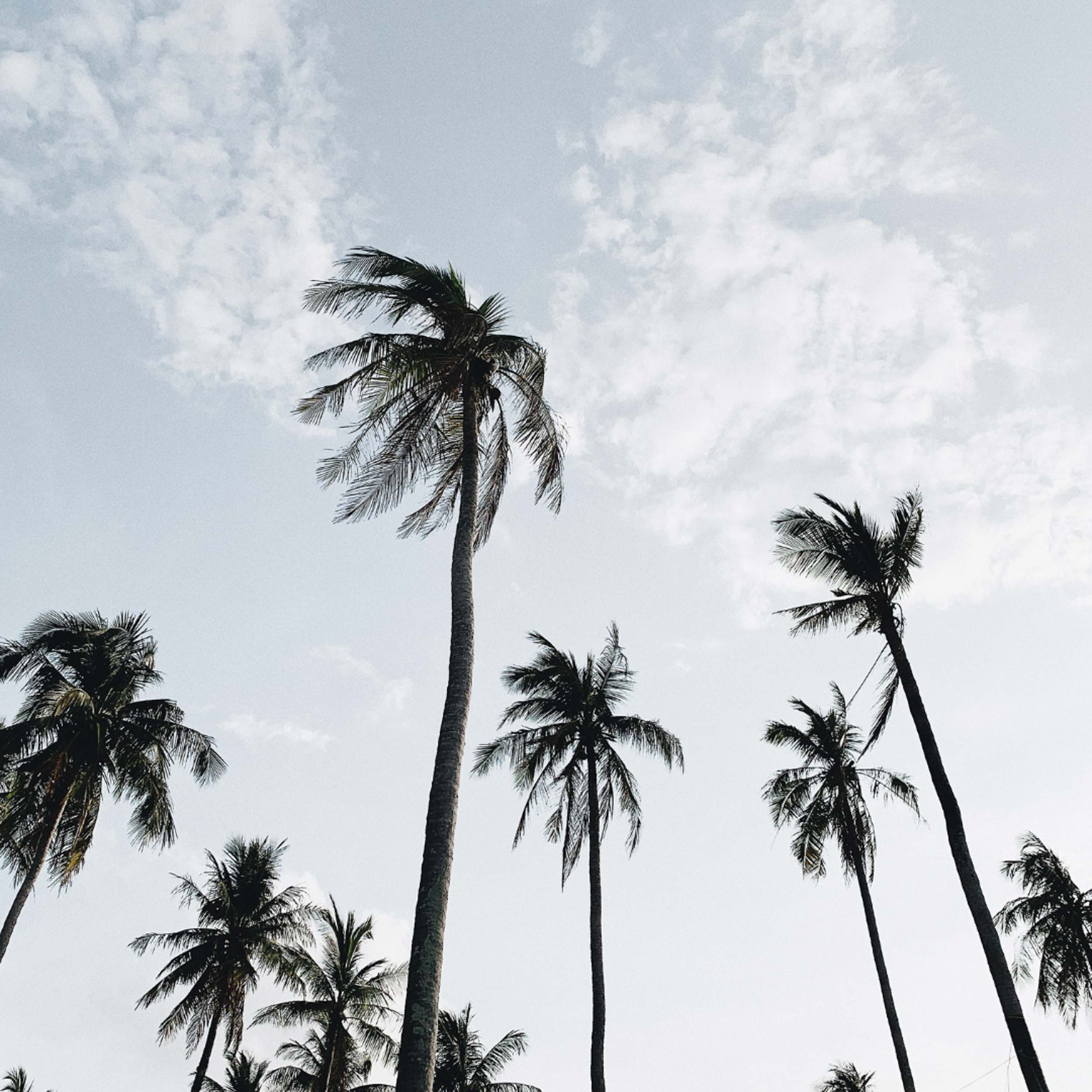 Palm trees against blue sky with wispy clouds